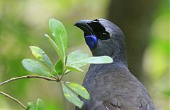 North Island Kokako